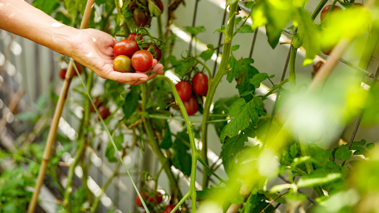 A hand holding several tomatoes growing in a garden.