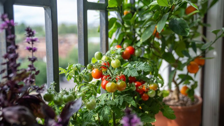Close up of tomatoes growing in a pot.