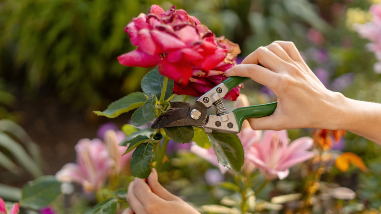 A gardener uses shears to deadhead a wilted red rose bloom, cutting a couple of inches below the bloom.