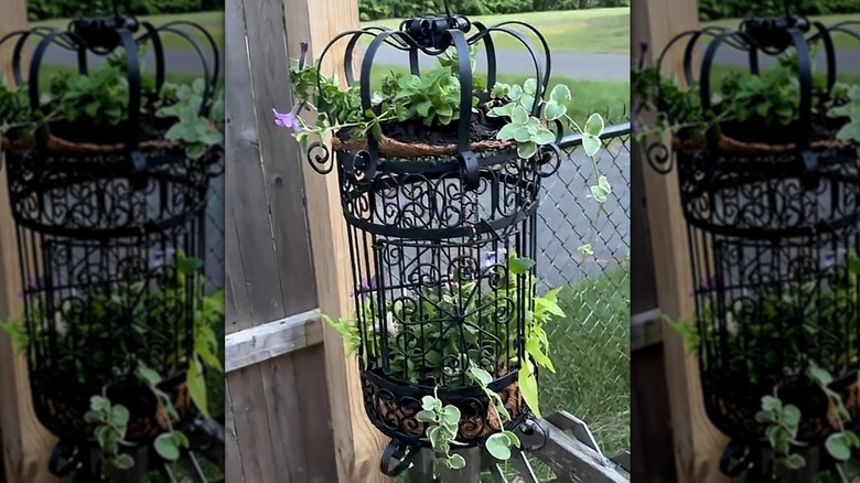 petunias and greenery in bird cage planter