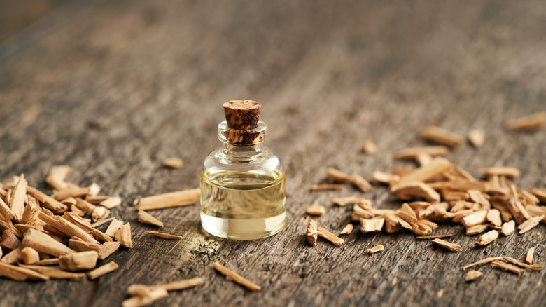 A small bottle of cedar essential oil sits on a wooden table surrounded by wood chips