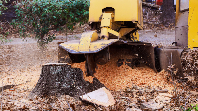 Yellow stump grinder in action working on a large stump