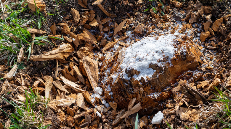 Sodium powder on tree stump to accelerate decomposition