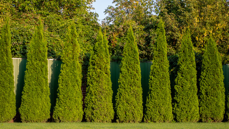 Tall row of arborvitae trees forming a wall