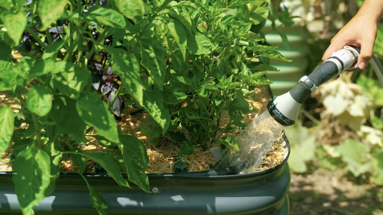 hand watering pepper plants with hose