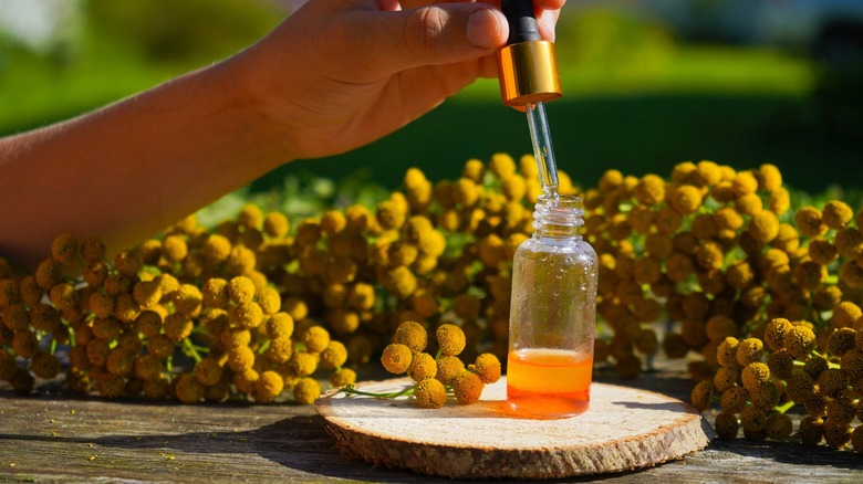 Person putting dropper into a bottle of essential oil surrounded by tansy flowers
