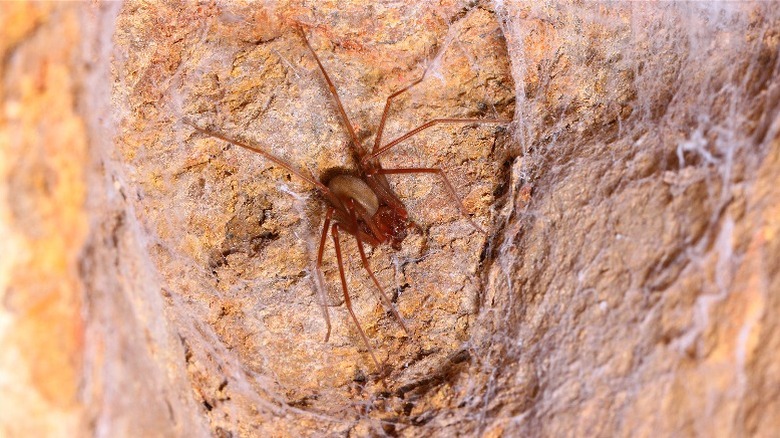 Brown recluse spider resting in loose web in habitat