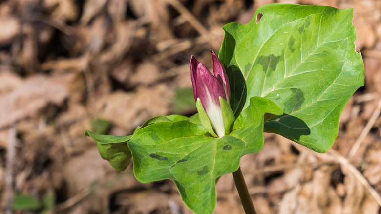 Blooming giant trillium plant up close