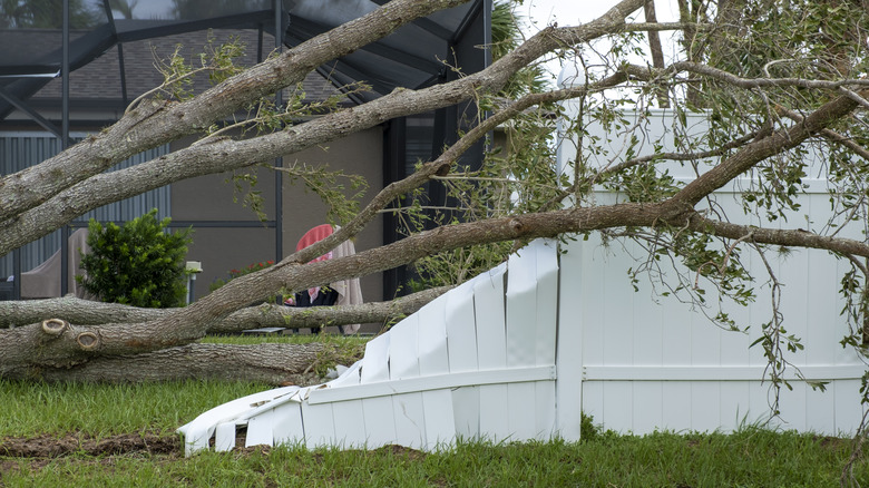 A fallen tree has damaged a white vinyl fence