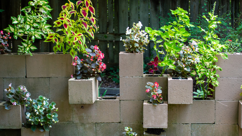 A unique planter wall made using cinder blocks