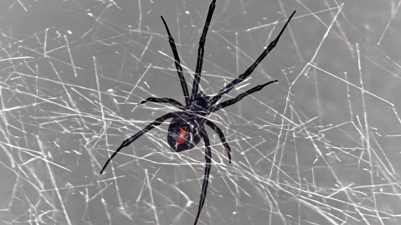 Black widow spider on a tangle web