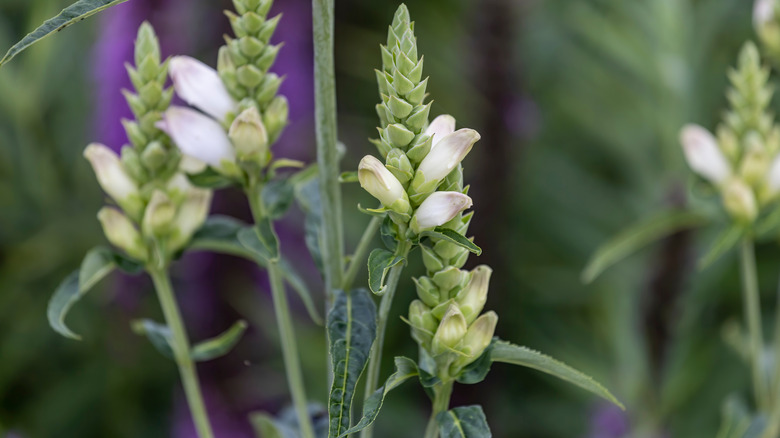 White turtlehead about to bloom in a garden