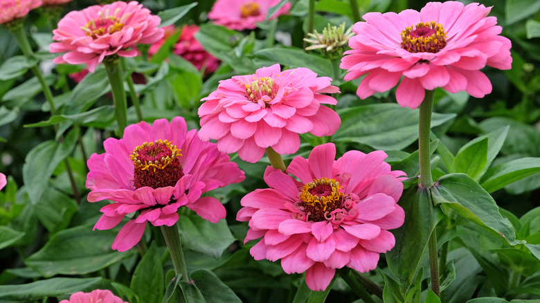 Pink zinnia flowers blooming in a garden