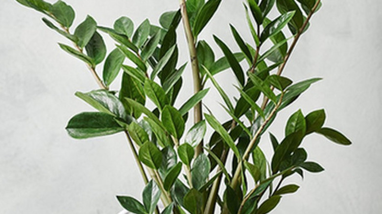 ZZ plant (Zamioculcas zamiifolia)